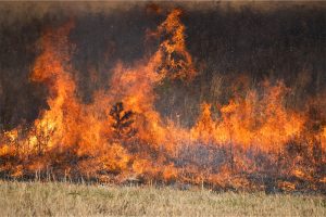 Scorching heatwave sparks wildfires